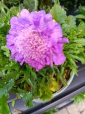 Duifkruid blauw