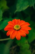 Mexcicaanse zonnebloemenmix