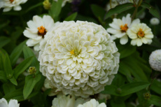 253 Zinnia  Lilliput wit 2 gr Zinnia Lilliput  wit