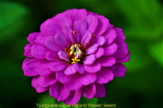 Zinnia liliput purple