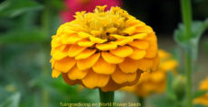 zinnia