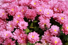 Zinnia Elegans Miss Wilmott