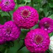 270 Zinnia El. Purple Prince