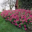 278 Petunia wonder wave roze hangpetunia roze