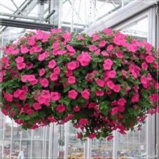 278 Petunia wonder wave roze hangpetunia roze