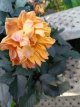 286 Dahlia rood blad dwerg dahlia rood blad dwerg