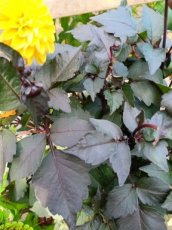 dahlia rood blad dwerg