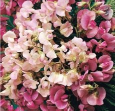 298 Lathyrus Latifolius mix  3 gr siererwt vaste plant
