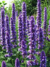 dropplant lavendel blue 0,5 gr