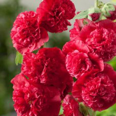 Alcea rosea 'Chater's Double Scarlet' 1 gram 80 zaden