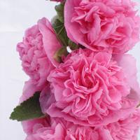 Alcea rosea chater’s rose 1 gram 110 zaden