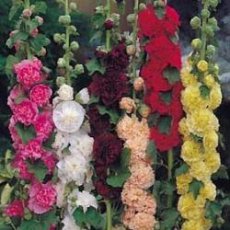 19000 Alcea rosea Chaters double mixed 1 gram