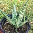 034 Aloe trichosantha  10 zaden