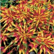 040 Amaranthus tricolor mix  ca 0,33 gr 500 zaden amaranthus tricolor mix