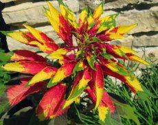 040 Amaranthus tricolor mix  ca 0,33 gr 500 zaden amaranthus tricolor mix