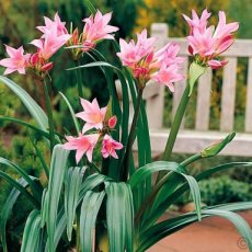Amarcrinum Howardii bollen