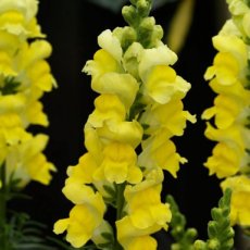 283 Antirrhinum Canary Bird 0,5 gr Leeuwenbekje  kanarie geel 0,5 gr