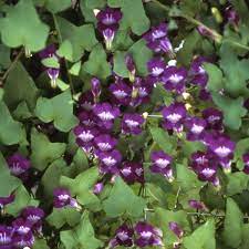 Asarina Scandens violet