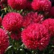 060 Aster donkerrood 1 gr aster donker rode