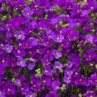 063 Aubrieta violet  ca 800 zaden Aubrieta violet 800 zaden