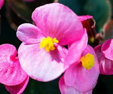 Begonia Havana pink