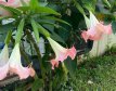 073 Brugmansia arborea roze 20 zaden brugmansia roze