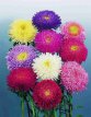 061 Aster zomer(mix van diverse soorten) 1 gr aster mix