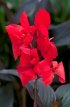 Canna gen. Tropical Bronze Scarlet 10 zaden Canna rood, rode bladeren