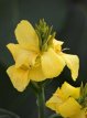 Canna gen. Ytopical Yellow 10 zaden Canna tropical geel