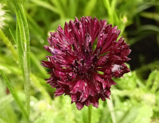 zwarte korenbloem
