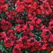 089 Cheiranthus  scarlet 2 gr 1000 zaden muurbloem scarlet