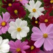 100 Cosmea bipinnatus  midi 1 gr Cosmea midi