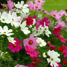 104 Cosmos extrs early midi mix 1gr cosmea midi early summer mix