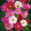 106 Cosmos Sensation 4 gr Cosmea sensation