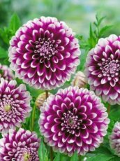 Dahlia Edinburgh Dahlia Edinburgh