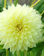 Dahlia Kelvin Floodlight