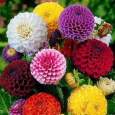 Dahlia pompon