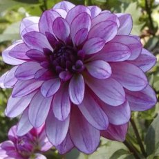 Dahlia Seduction