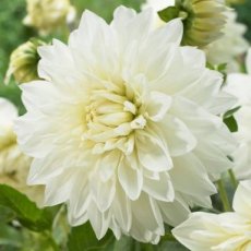 Dahlia White Perfection