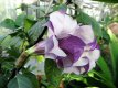 117 Datura dubbel violet 15 zaden Datura dubbel violet 15 zaden