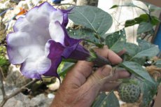 Datura dubbel violet 15 zaden