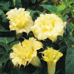 118 Datura Golden Queen Double 15 zaden Datura