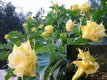 118 Datura Golden Queen Double 15 zaden Datura