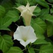 116 Datura  wit 15 zaden datura wit