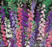 122 Delphinium mix 1 gr ridderspoor imx