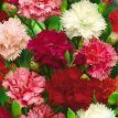 124 Dianthus cary. Chabbaud mix 0,5 gr tuinanjer mix