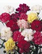 124 Dianthus cary. Chabbaud mix 0,5 gr tuinanjer mix