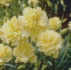 125 Dianthus Chabaud Marie Yellow