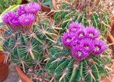 Duivelstong cactus ca 100 zaden