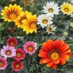 139 Gazania ca 80 zaden Gazania  (middaggoud)